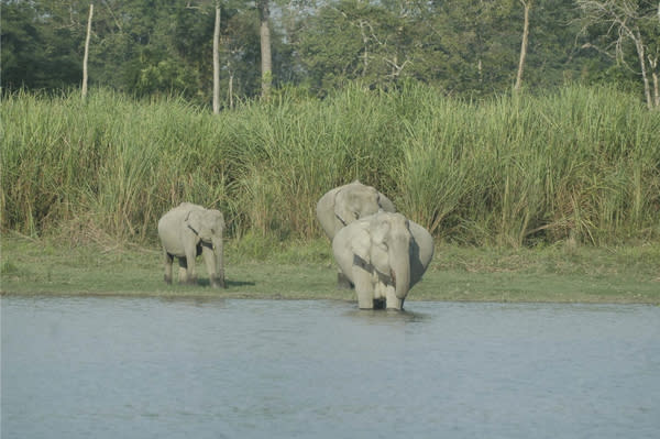 Grass towers as tall as an elephant in India's Kaziranga National Park.