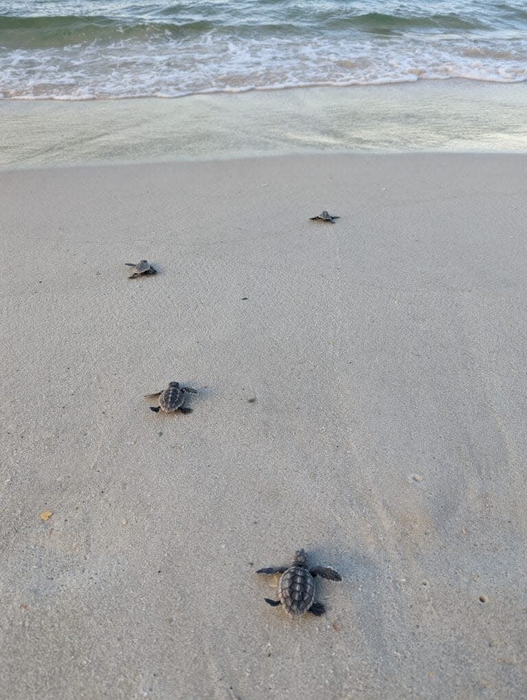 While the 2022 sea turtle nesting season brought a dramatic uptick in nests and hatchlings to Panama City Beach, it also reinforced some major concerns about artificial lighting along the coast.