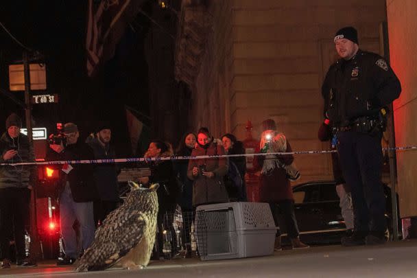 PHOTO: The New York City Mayor's Office released an image of a Eurasian eagle owl that escaped from the Central Park Zoo after its exhibit was vandalized. (NYC Mayor's Office/Twitter)