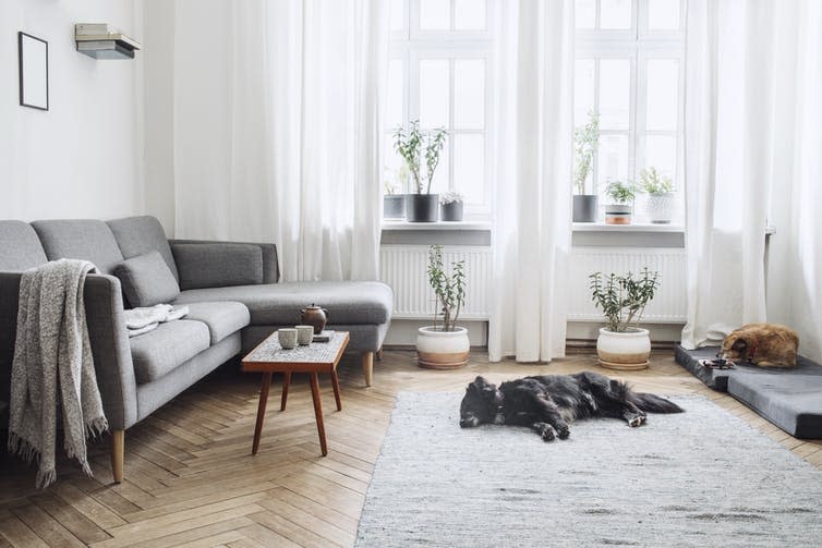 <span class="caption">If you have space, try and designate some room to your pets so they have space to chill out.</span> <span class="attribution"><a class="link " href="https://www.shutterstock.com/image-photo/stylish-interior-living-room-small-design-1080070340" rel="nofollow noopener" target="_blank" data-ylk="slk:Followtheflow/Shutterstock;elm:context_link;itc:0;sec:content-canvas">Followtheflow/Shutterstock</a></span>