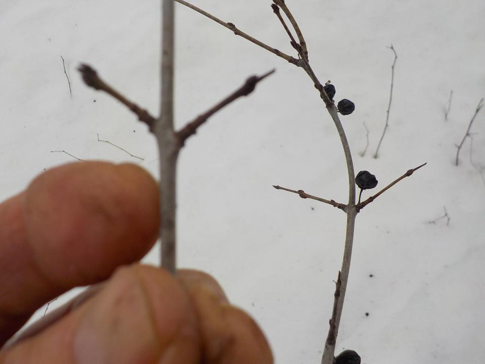 Buckthorns still have black berries and small branches that are sub-opposite (see pair just above his finger) or opposite each other.