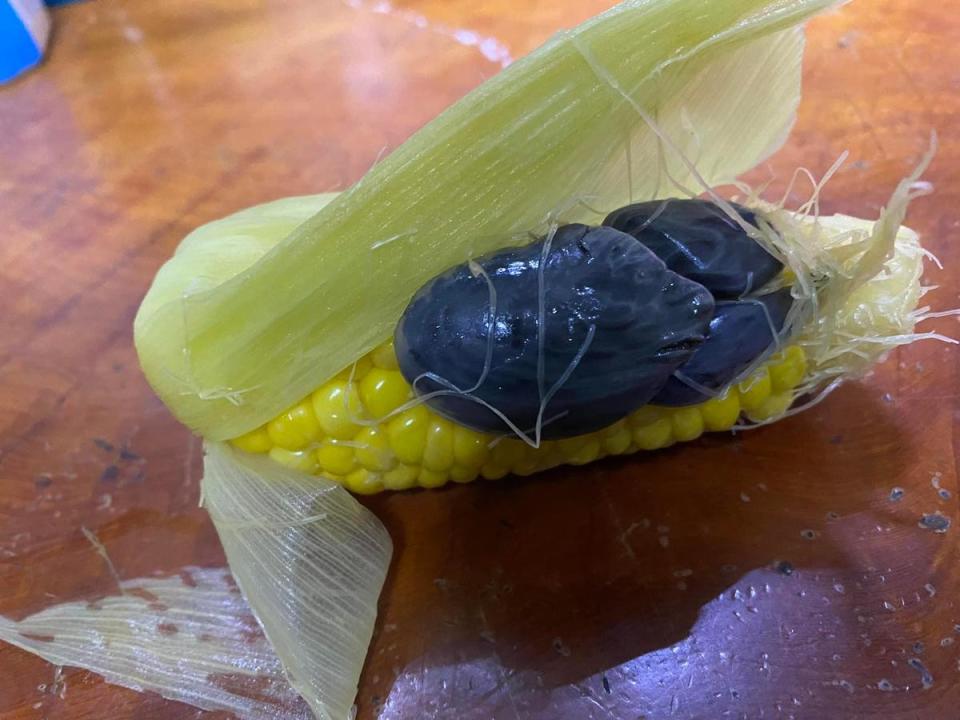 網友剝開玉米葉後，發現一坨「黑色異形」物體黏在玉米上。（翻攝自臉書：花蓮同鄉會）