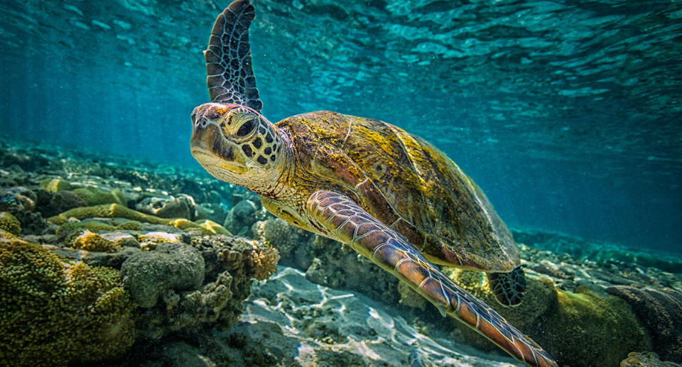 A green turtle swims through the waters of the Great Barrier Reef.