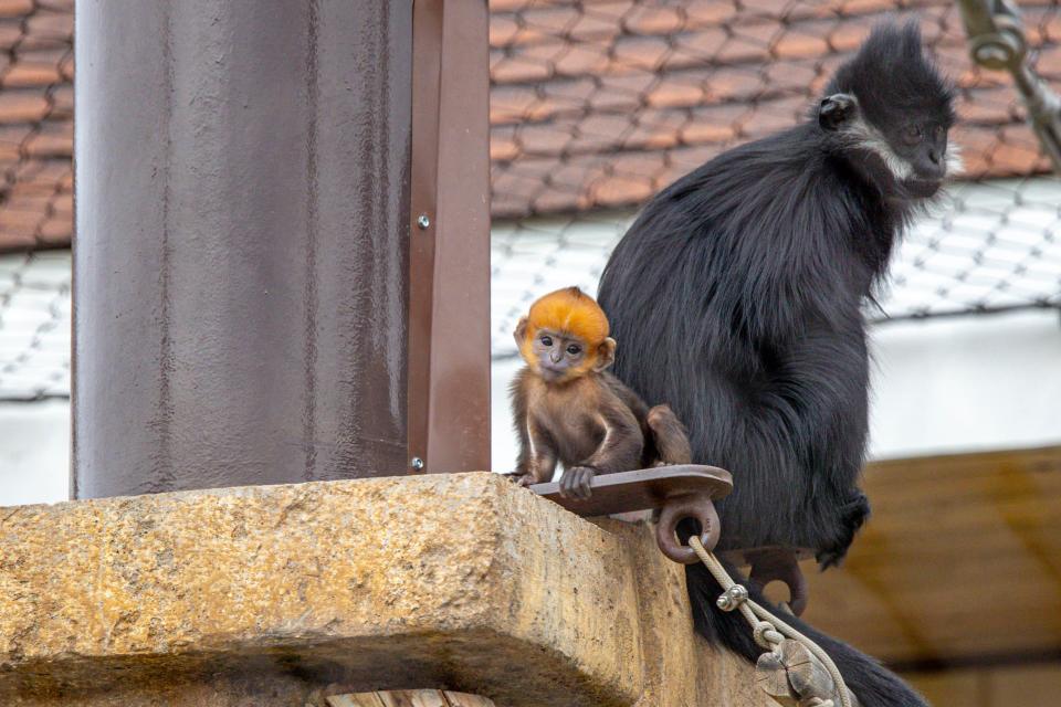 Langurs Fera and mother Pam are pictured Feb. 27 at the Oklahoma City Zoo.