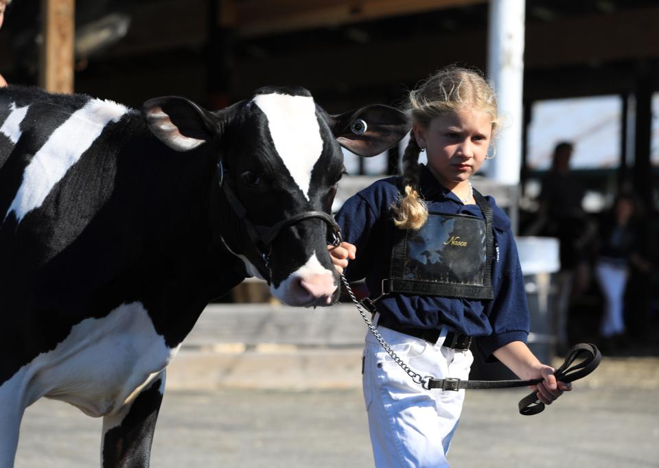 Emily Burlingame walks to the show ring with her calf, Angelica, at the ENY Junior Holstein Club Black & White Show at the Dutchess County Fairgrounds on July 22, 2022. 