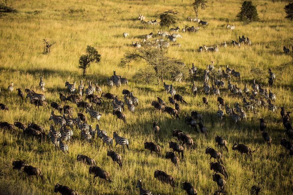 Serengeti National Park (Tanzania)