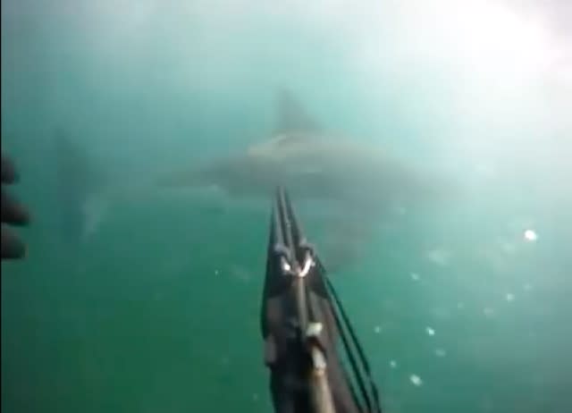 Spearfisherman catches great white shark attack on camera