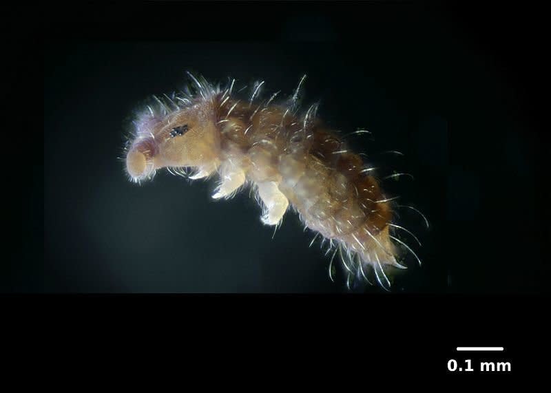 The final creature on this list is the smallest, and the most mysterious too. <a href="http://www.iucnredlist.org/details/22732931/0" target="_blank">Certaophysella sp. nov. &lsquo;HC&rsquo;</a> is a new, as-yet undescribed species of <i>Hypogastruridae Collembola, </i>a kind of springtail (a tiny, insect-like omnivorous animal, pictured above).&nbsp;<br /><br />It was first discovered by scientists in 2006 in a cave in the Hon Chong hills of Vietnam. The researchers had found a &ldquo;healthy&rdquo; population of the springtails at the time, but subsequent trips turned up no evidence of the creature. <br /><br /> The cave, scientists say, has been &ldquo;heavily disturbed by tourism&rdquo; in the years since the original discovery. <br /><br />&ldquo;For the conservation of the species, the regulation of the touristic activities and the restriction of tourism to pathways, would be crucial, and might allow the species to come back if it is still present in small cracks connected to the cave,&rdquo; wrote the IUCN in its latest assessment. <br /><br /> As of 2016, however, the springtail was considered a &ldquo;relict.&rdquo;