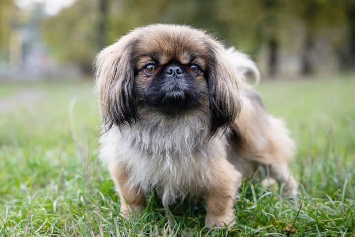 Pekingese on a walk in the park