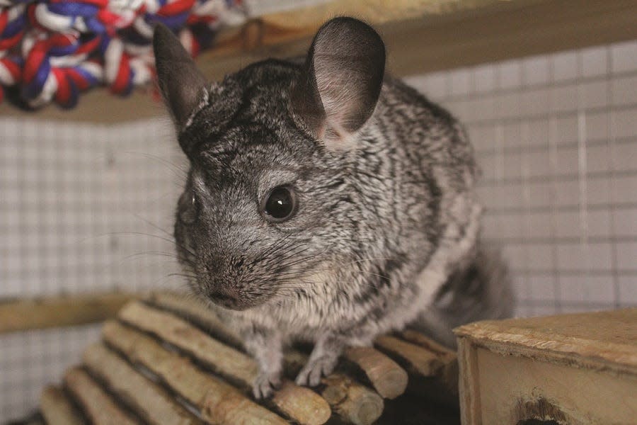 Chinchillas love to chew, so items they can gnaw on are important.