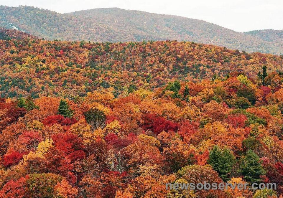 Fall foliage along the ridges and valleys south of Blowing Rock, N.C. on Hwy 321 explode with color Sunday, October 25, 2015. The lower elevations including the Triangle area are starting to hit their peak color this week.