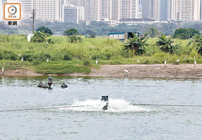 北都濕地及魚塘是不少候鳥的棲息地。