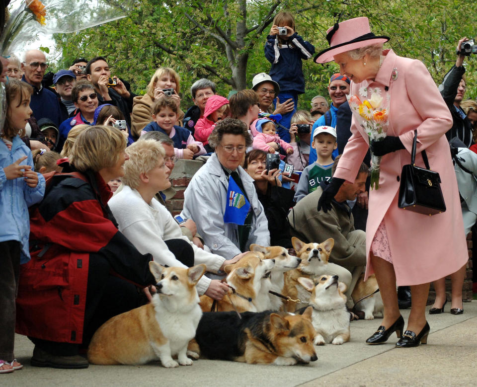 <p>Queen Elizabeth II was greeted by local corgi enthusiasts during a visit to Alberta. (Photo by Fiona Hanson/PA Images via Getty Images)</p> 