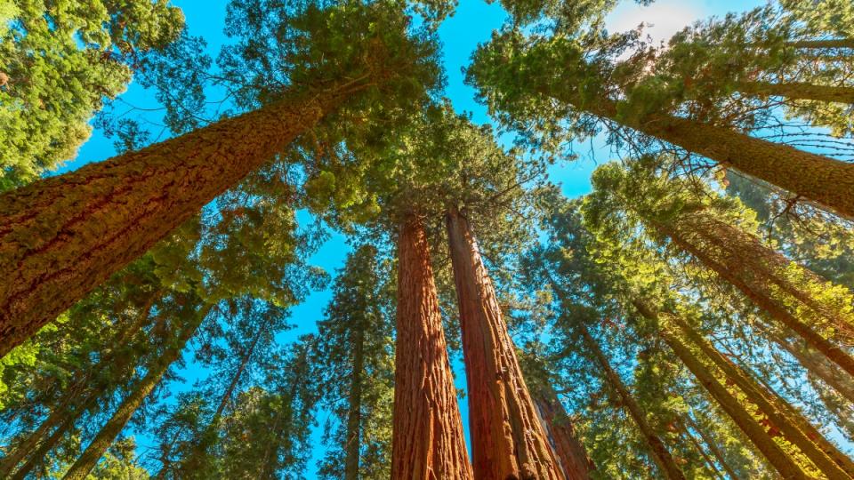 Trees at Sequoia National Park