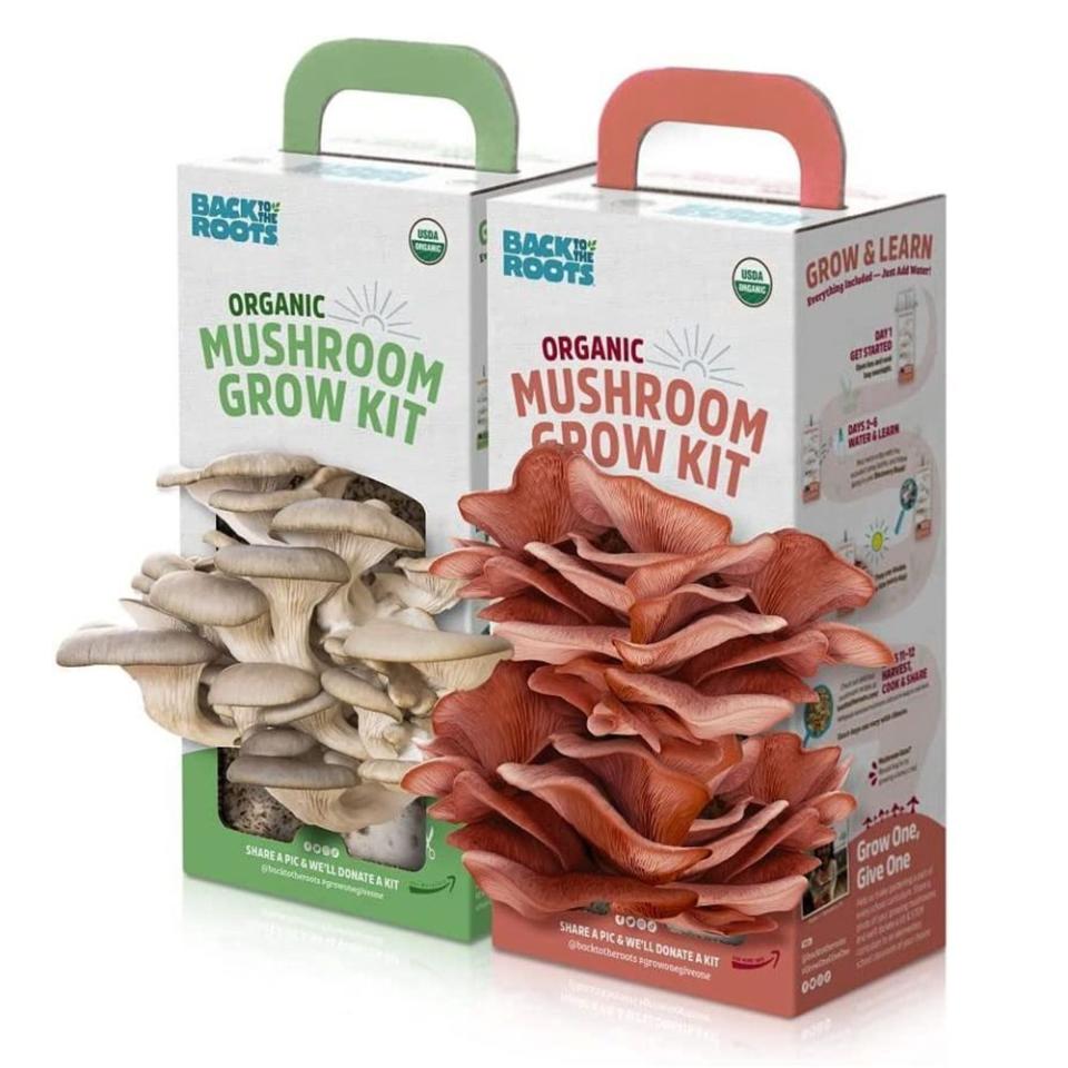 Oyster and Pink Mushroom 2-Pack Grow Kit