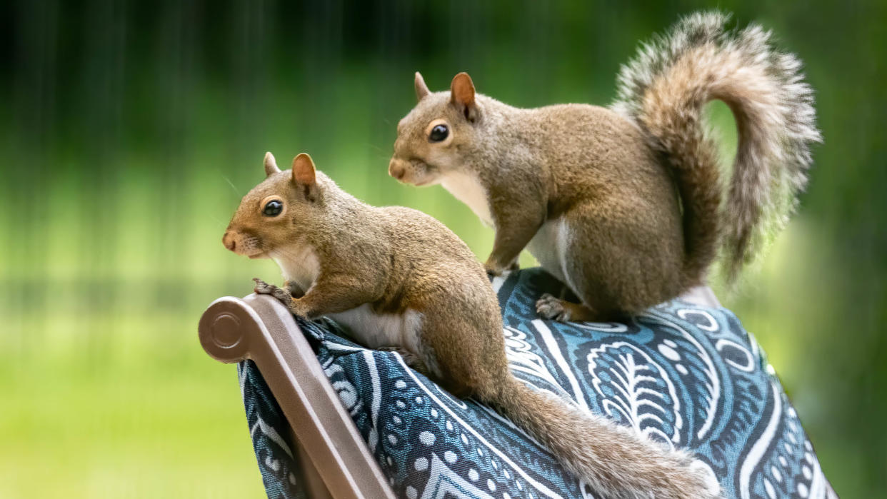  Two squirrels perched on top of an outdoor chair 