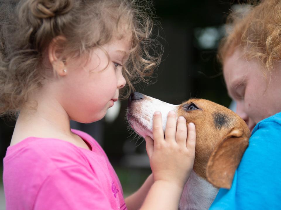 Alexis Pilcher is introduced to a beagle she and her family will be fostering after 20 of the dogs arrived at Young-Williams Animal Center in Knoxville, Tenn. on Tuesday, August 9, 2022. The dogs are among a group of 4,000 beagles recently removed from a mass-breeding facility in Virginia that received multiple animal welfare violations.