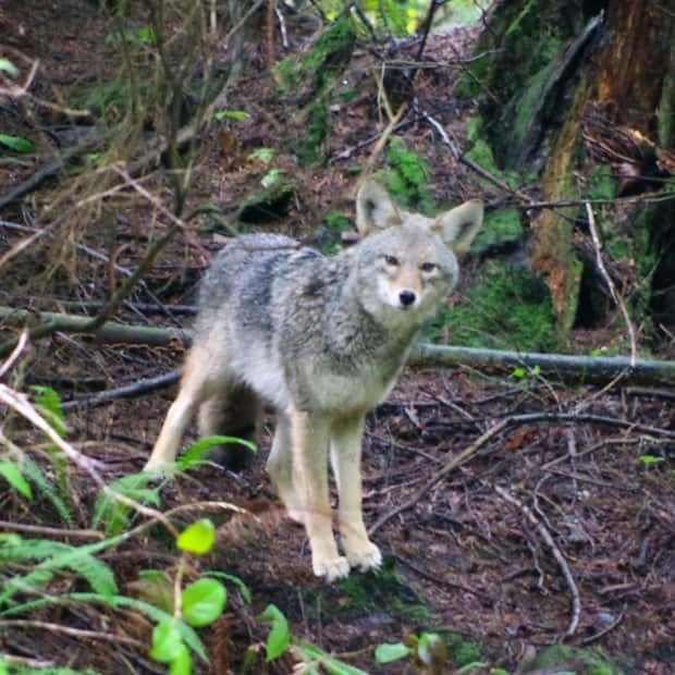 This coyote in Stanley Park was photographed on the Ravine Trail. (Alex Puttonen - image credit)