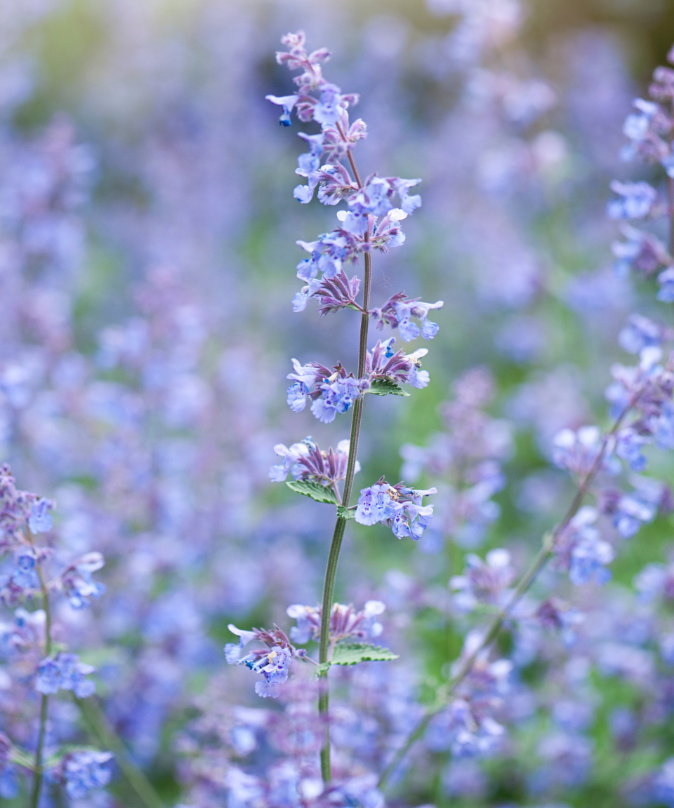 Mosquito repellent plants