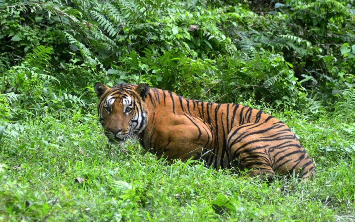 An Indian Bengal tiger looks on in a forest clearing in Kaziranga National Park, some 280km east of Guwahati in northeast India - AFP