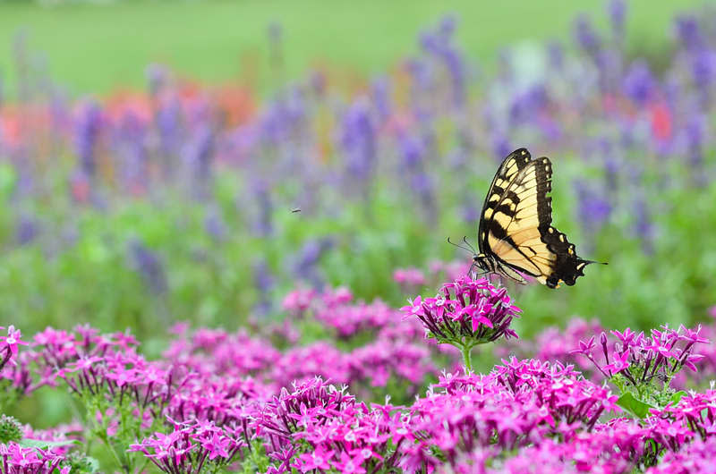 Colorful butterfly on pink flowers