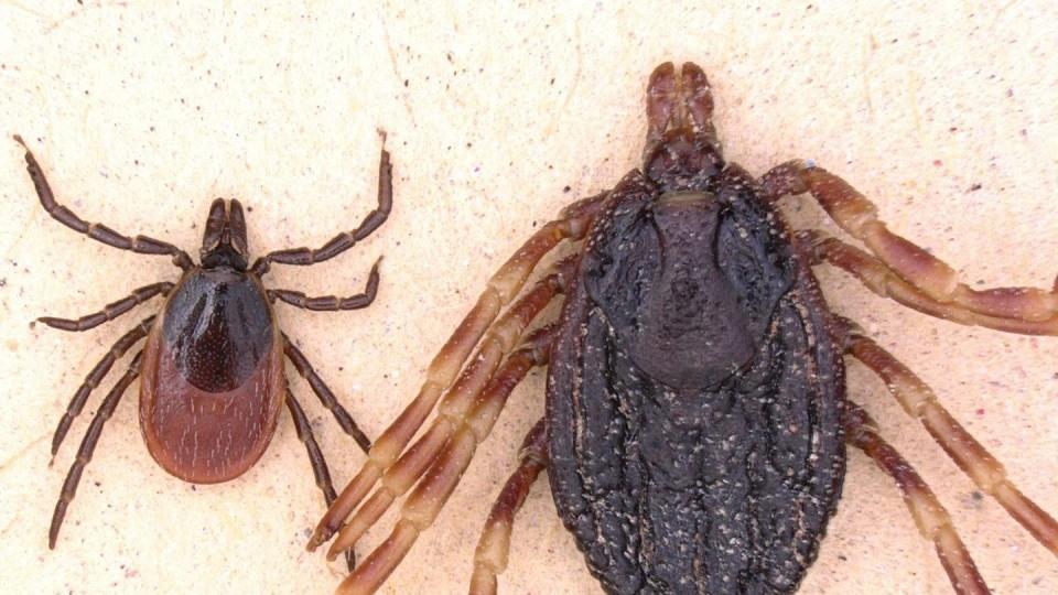 Die Zecke Hyalomma marginatum (r) ist deutlich größer als der Gemeine Holzbock (l, Ixodes ricinus) und kann Zecken-Fleckfieber auf den Menschen übertragen. Foto: