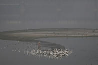 <p>Birds sit on a plain of the Yamuna river amid heavy smog in New Delhi on November 16, 2021. (Photo by Money SHARMA / AFP) (Photo by MONEY SHARMA/AFP via Getty Images)</p> 