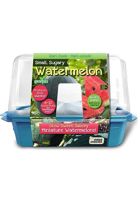 Grow Your Own Watermelons - Everything You Need to Sprout Sweet and Delicious Mini Watermelons - Each Can Weigh Between 6 and 10 Lbs