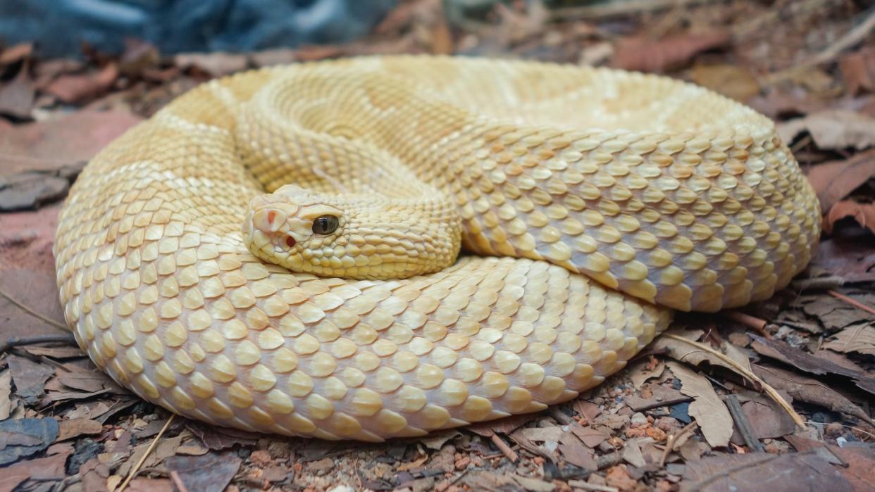  A golden lancehead pit viper curled up with its head alert on Snake Island in Brazil. 