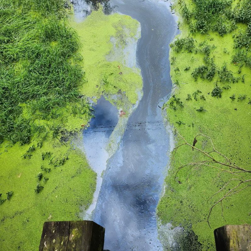 An oil sheen was visible on the Hope Slough on Tuesday. The waterway feeds into the Fraser River.