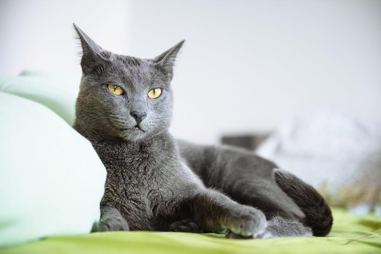 Russian Blue cat, selective focus, laying on a bed next to a white pillow, on an avocado green sheet, blurred background of a white wall and items at the edge of the bed