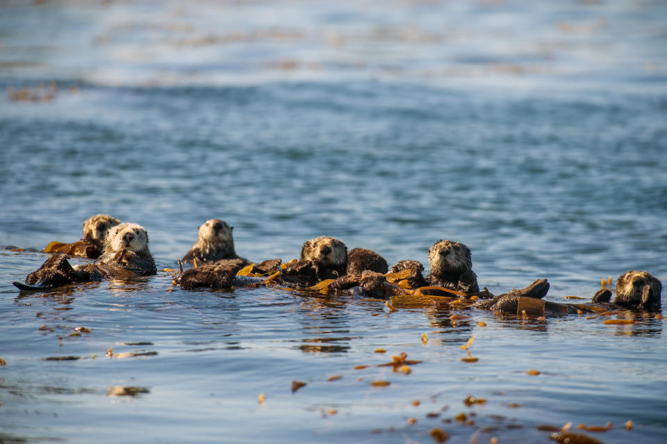 When not hunting, sea otters rest by floating on their backs, frequently wrapping themselves in fronds of kelp for better stability. (Photo: Espen Rekdal/ BBC America)