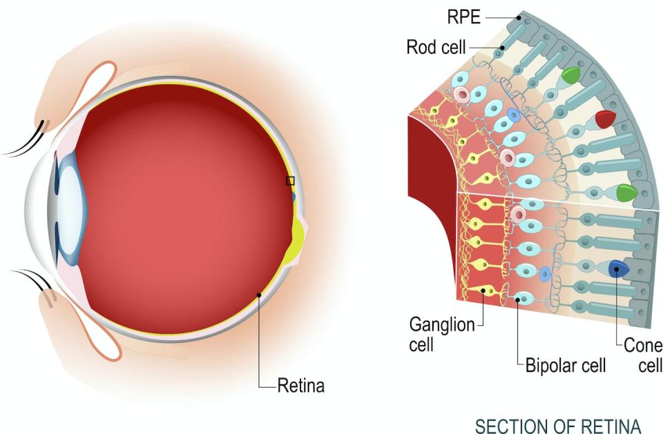 La luz viaja a la parte posterior del globo ocular, donde las células de barra y de cono la registran y envían señales visuales al cerebro.