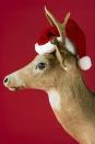 <p>Rudolph was almost named Rollo or Reginald, which doesn't quite have the same ring to it. But his crew also had lots of other names. They've also been called Flossie, Glossie, Racer, Pacer, Scratcher, Feckless, Ready, Steady and Fireball. </p>