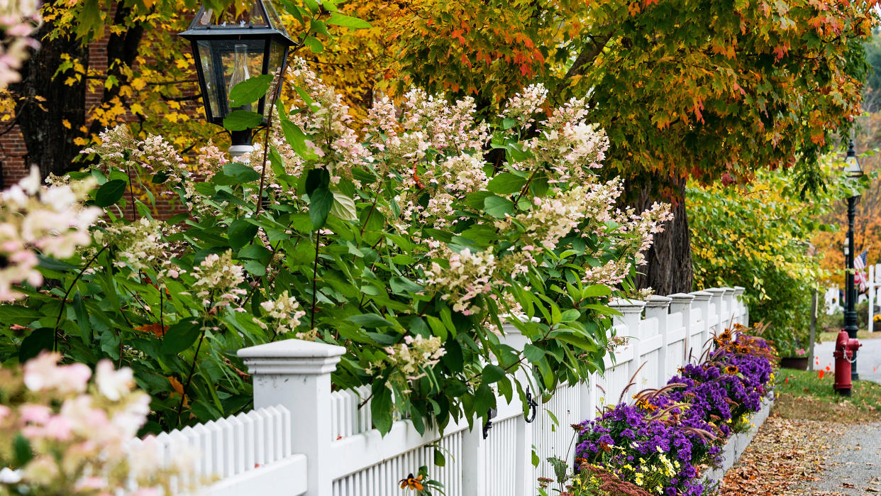  Charming white picket fence with colorful autumn trees and flowers, 