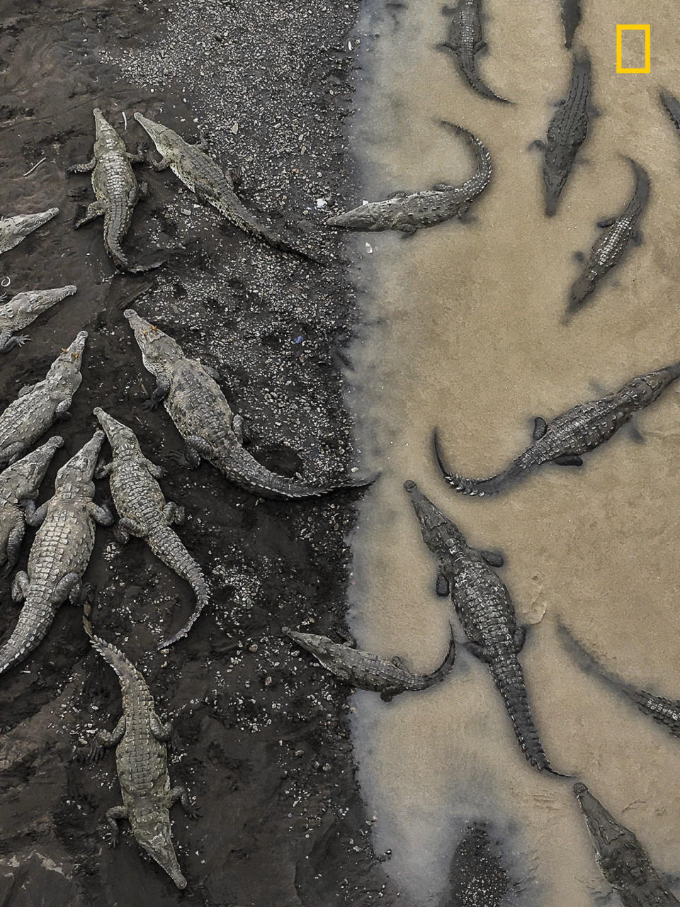 "This image was captured in Costa Rica when I was traveling from Monteverde to Playa Hermosa. As you cross over this river, you can stop and peer over the edge of the bridge. Below reside over 35 gigantic crocodiles, relaxing on the muddy banks of the river. I wanted to capture the stark difference between the crocodiles on land and in the water. In the murky waters, the body contours of these beasts remain hidden, and one can only truly see their girth as they emerge from the river."&nbsp;―<i>&nbsp;</i><a href="http://yourshot.nationalgeographic.com/profile/881609/" target="_blank">Tarun Sinha</a><i>&nbsp;</i>(<a href="http://travel.nationalgeographic.com/photographer-of-the-year-2017/gallery/winners-all/3" target="_blank">Third place winner, Nature</a>)