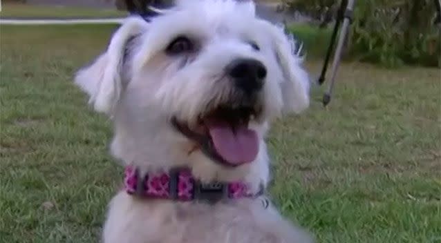 Princess managed to save her owner after she got trapped in their Blacktown home. Source: 7 News