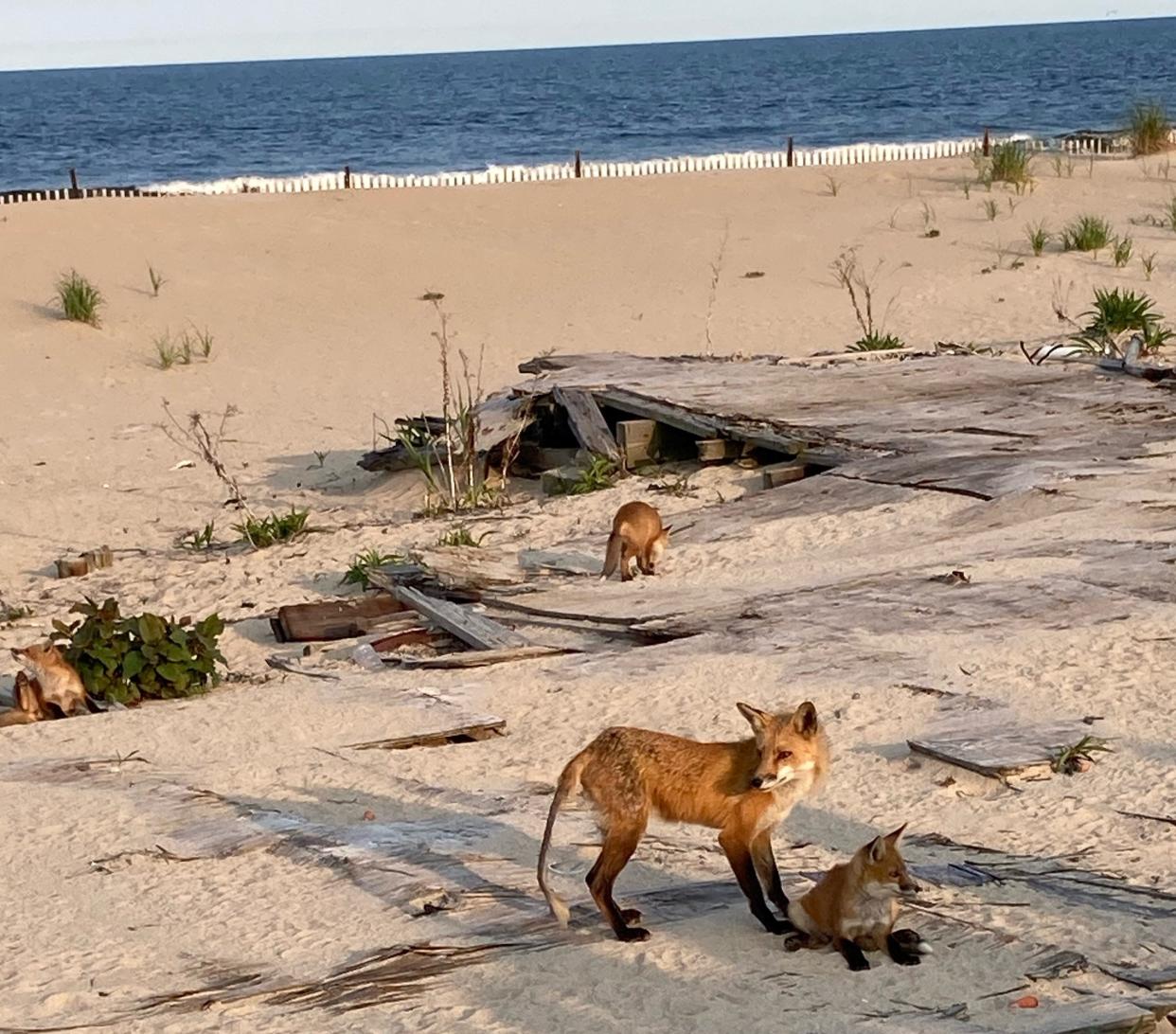 A family of foxes on the beach in the Ocean Grove section of Neptune