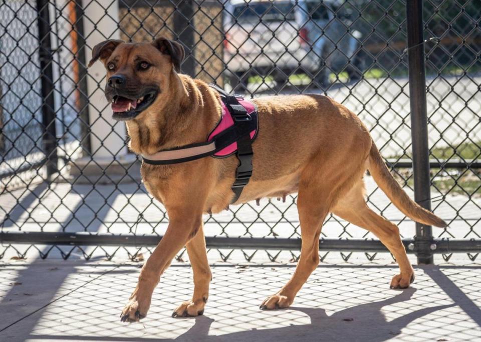 Trisha, a 4-year-old boxer mix, takes in some fresh air in the exercise area at the Miami-Dade County Animal Shelter in Doral. She has been in the shelter the longest and needs an experienced home.