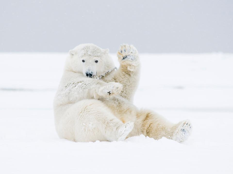 polar bear wavin