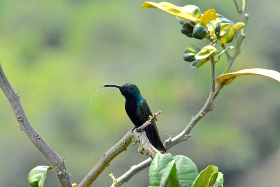 A male black-throated mango (Anthracothorax nigricollis) hummingbird in Finca El Colibrí Gorriazul, Fusagasugá, Colombia. Hummingbirds can extend their long, skinny tongues twice as far as the bill, which helps them reach nectar deep inside flo