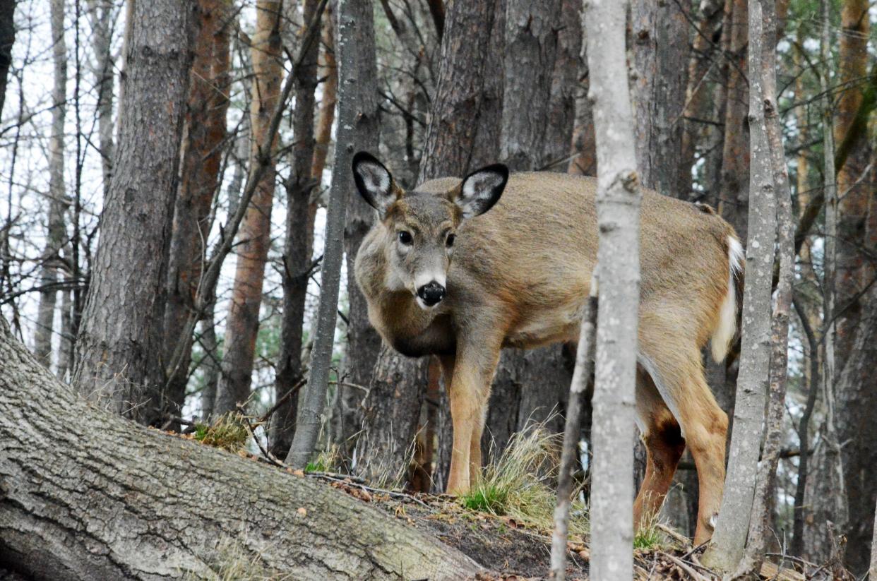 The Michigan Department of Natural Resources Deer Habitat Improvement Partnership Initiative is a cooperative grant program designed to enhance deer habitat on private lands in the U.P.
