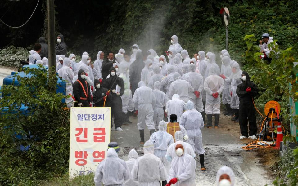 Quarantine officials arrive to slaughter pigs at a farm with a confirmed African swine fever in Paju, South Korea - Yonhap