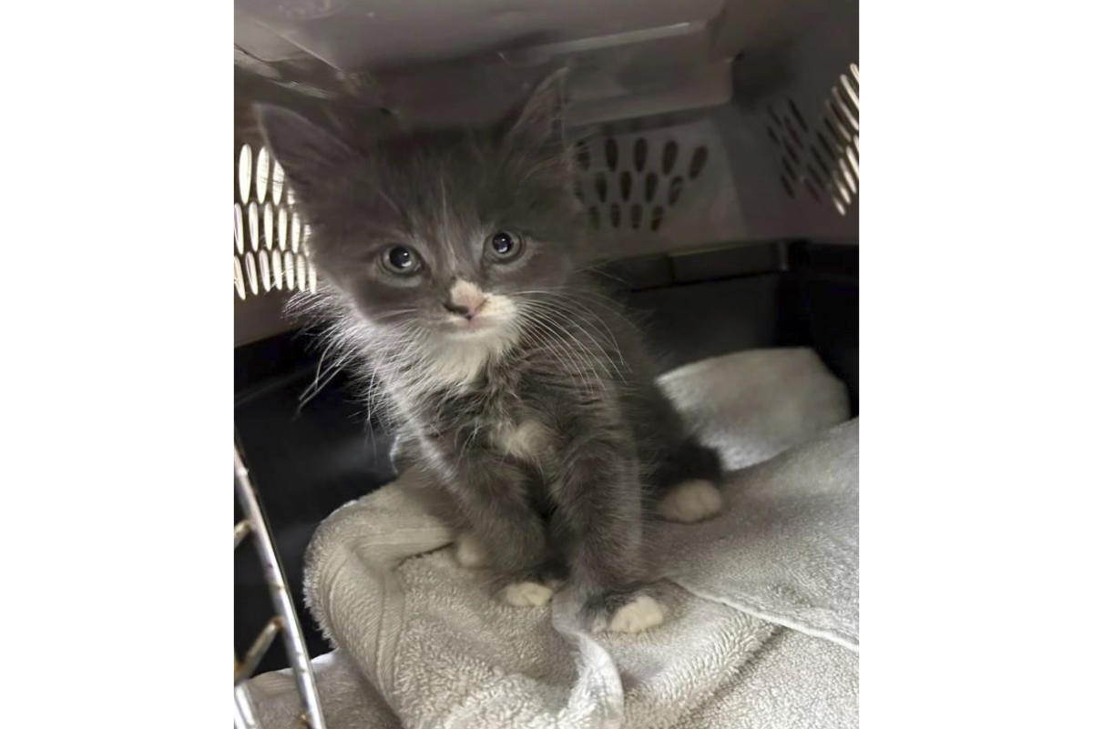 #Kitten turns up in a stolen car in Connecticut