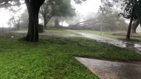 Trees fall during a storm brought by Cyclone Marcus in Darwin, Australia, March 17, 2018 in this still image taken from social media video. Brodie McGee/via REUTERS
