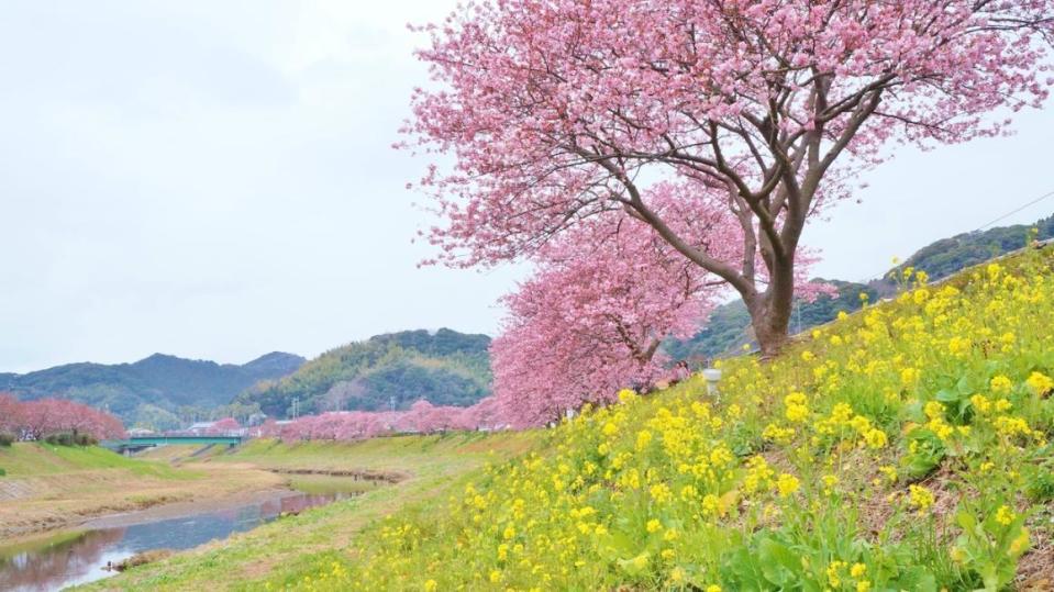 伊豆賞櫻一日遊，欣賞季節限定的粉紅色大道，還能到伊豆水果公園，體驗採果趣。