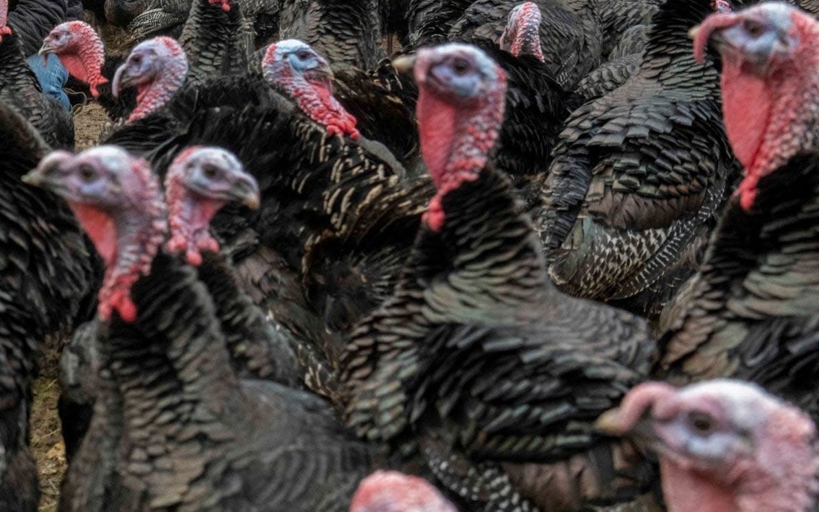 turkeys - Paul Grover for the Telegraph