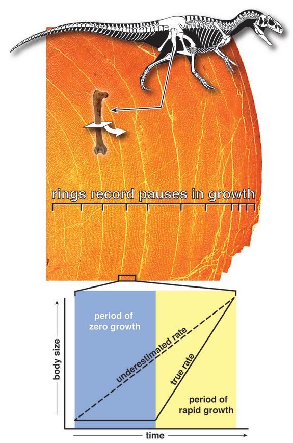 This microscopic cross-section of a dinosaur's thighbone shows its growth rings, which researchers measured to see whether dinosaurs had growth rates resembling those of cold-blooded or warm-blooded animals, or fell somewhere in between.