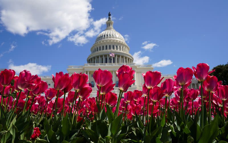 FILE PHOTO: Spring flowers bloom at the U.S. Capitol in Washington