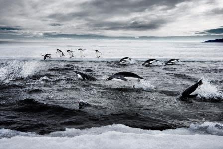 Are Antarctica's Southern Ocean Ecosystems Doomed to Death by Diplomatic Paralysis?